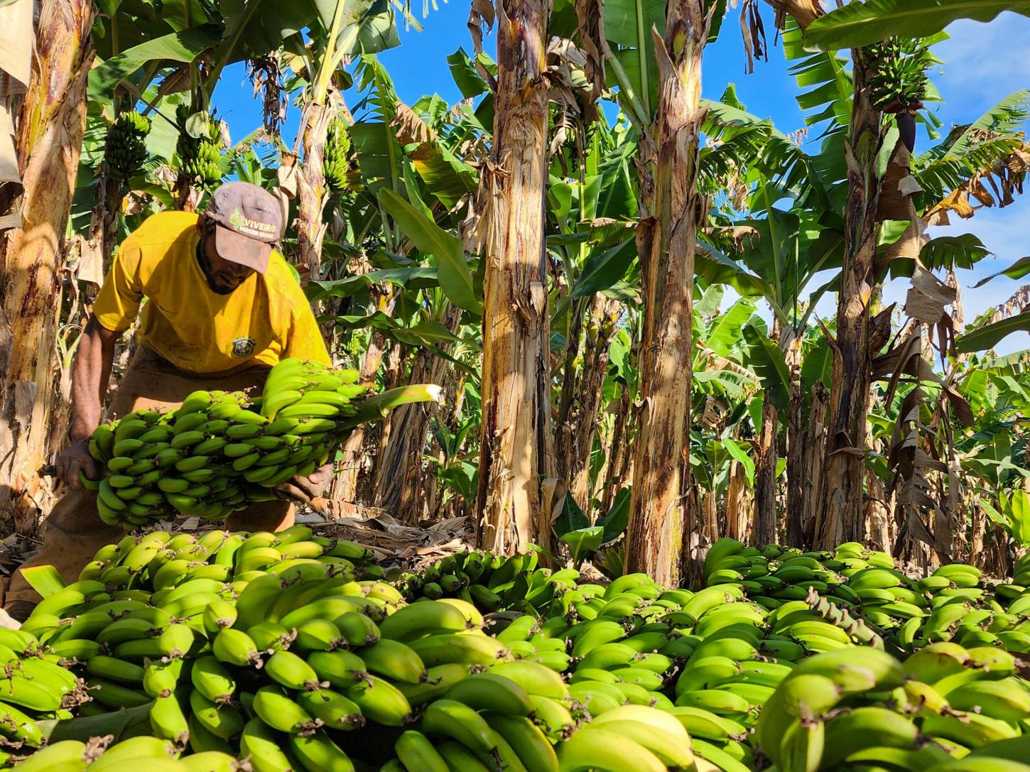Plantio de frutas em Minas Gerais registra aumento expressivo em dez anos